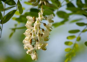 Rutin, Sophora Japonica Extract